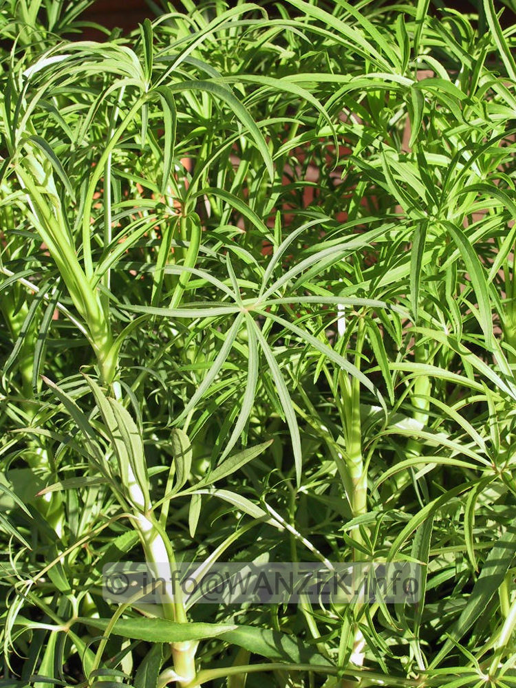 Helleborus foetidus - jung.jpg